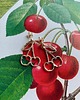 kolczyki srebrne OSTATNIE SZTUKI- Cherry- kolczyki srebrne- Wiśnie- Strawberries & Cherries