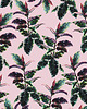 plakaty REZERWACJA - Grafika - Ficus Elastica - Plakat - Ilutracja