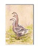 grafiki i ilustracje Gęsi. Akwarela ręcznie malowana