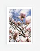 fotografia Magnolia