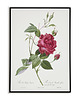 plakaty Rosa indica cruenta - Plakat botaniczny - Retro
