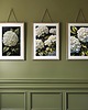 grafiki i ilustracje ZESTAW PLAKATÓW botaniczne, hortensja akwarela