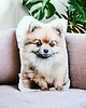 poduszki z grafiką Poduszka piesek przytulanka z pieskiem pomeranian pies szpic