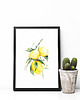 plakaty Cytryny - plakat A4/A3/A2