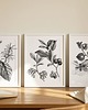 grafiki i ilustracje ZESTAW PLAKATÓW botanicznych, grafiki kwiaty roślinne