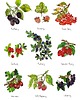 grafiki i ilustracje Owoce leśne- grafika na ścianę- ilustracja- las