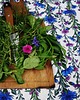 obrusy i serwetki Aksamitna NARZUTA/ OBRUS autorski print KWIATY POLNE maki i chabry