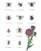 grafiki i ilustracje Pszczoły i trzmiele - grafika na ścianę- ilustracja- kwiaty