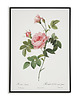plakaty Rosa inermis - Plakat botaniczny - Retro