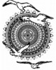 grafiki i ilustracje Mandala nr 26, Mewy, reprodukcje