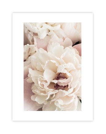 Kwiaty Piwonii Plakat, KNOR