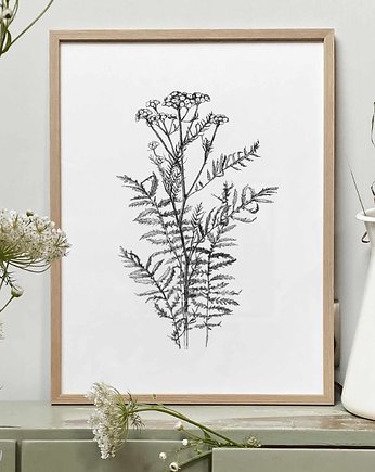 Wrotycz 30x40  - grafika botaniczna, beata sketches
