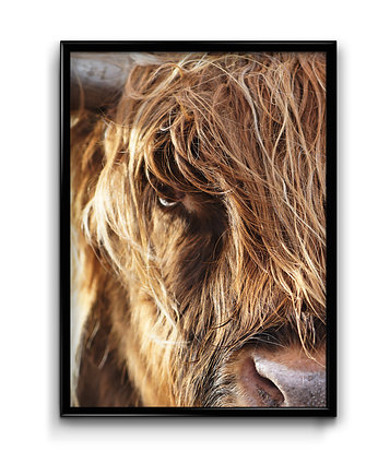 Plakat Highland Cow, Bury Lis
