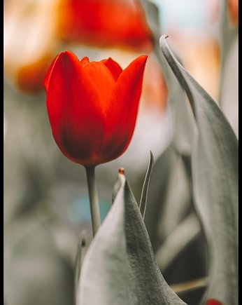 Plakat "Kwitnące tulipany", Fotobloki and decor