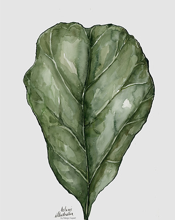 Plakat Wydruk Ficus Lyrata 50x70 cm, OKAZJE - Prezent na 40 urodziny