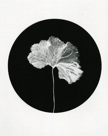 Liść winogrona, PAPER AND LIGHT