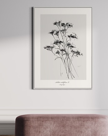 Fine Art Print - Krwawnik, Margo Hupert