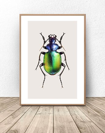 Plakat na ścianę z kolorowym żukiem 50x70 (500mm x 700mm), scandiposter