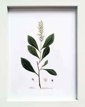 Plakat obrazek w ramce A5 ZIELNIK, orszelina, botanika