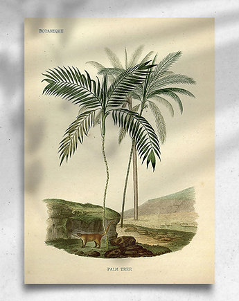 Plakat / Vintage / Palmy, balance
