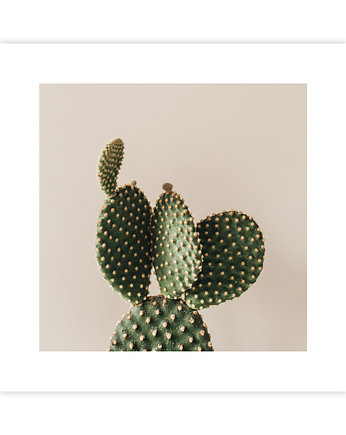 Plakat Kaktus, KNOR