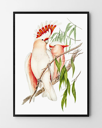 Plakat Papugi, HOG STUDIO