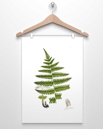 PAPROTKA paproć plakat  A4, A3, 30x40, botanika