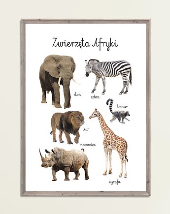 Plakat Zwierzęta Afryki Montessori Farma, Maja Montessori