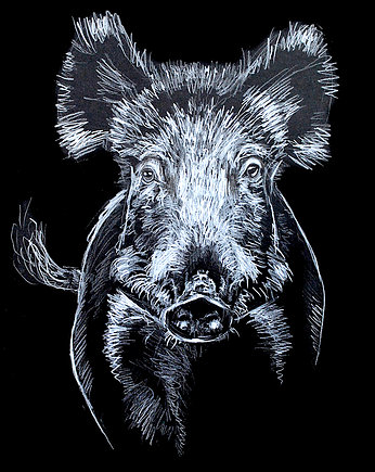 Dzik, plakat A3, Sandra Wojnar