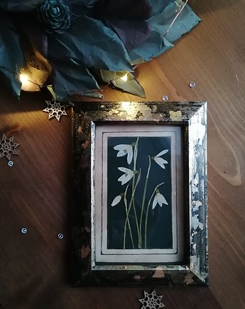 Przebiśniegi prawdziwe kwiaty retro, Niebieski Zagajnik