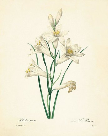 Rysunek kwiaty grafika  litografia, Victorian wall art
