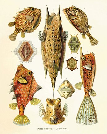 Rysunek grafika litografia ryby  ocean, Victorian wall art