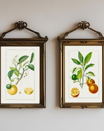 DWA PLAKATY galeria botaniczne owoce cytrusowe, black dot studio