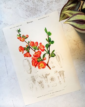 Plakat, Rycina Vintage -  Pigwowiec, Galeria LueLue