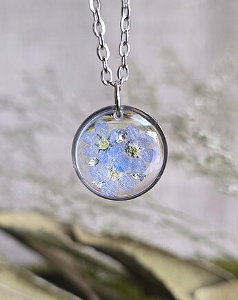 Wieczne kwiaty niezapominajki niezapominajka, zkwiatem