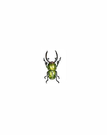 Zielony chrząszcz, print art watercolor, miniaturowy prezent, atelier Brocante