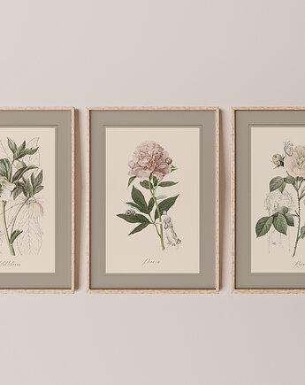 Autorskie ilustracje botaniczne A4, Anita Tomala