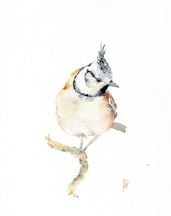 Oryginalna akwarela. Sikora czubatka, alquadro