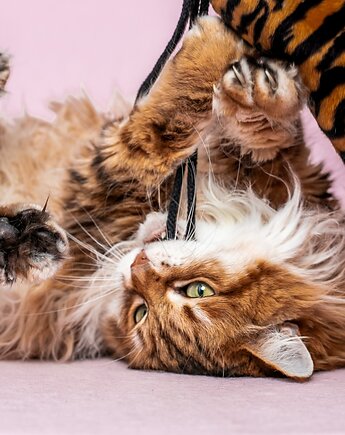Zabawka dla kota kopacz kick & hug ze sznureczkami i kocimiętką TYGRYS, THE MISS CAT