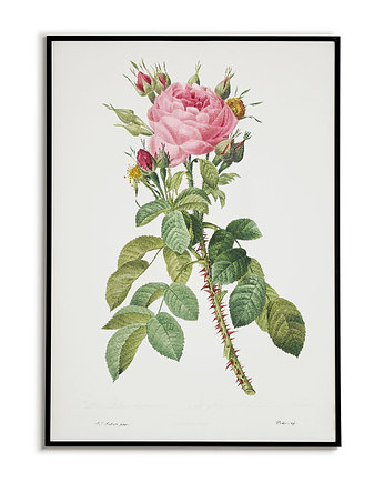 Róża z kolcami - Plakat botaniczny - Retro, Bajkowe Obrazki