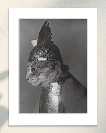 Fotografia z passe-partout: Kot Brunhilde, Galeria LueLue