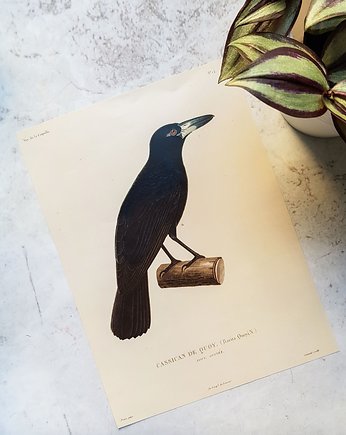Plakat, Rycina Vintage -  Kruk, Galeria LueLue