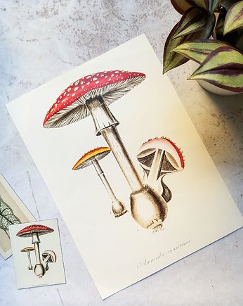 Plakat, Rycina Vintage - Muchomor, Galeria LueLue