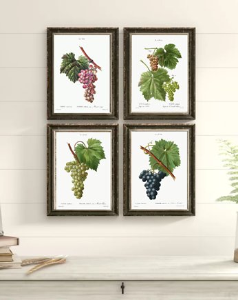 PLAKATY botaniczne winogrona winorośl, black dot studio