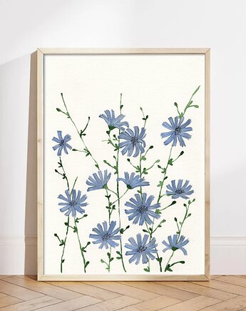 Cykoria I, Malgorzata Domanska