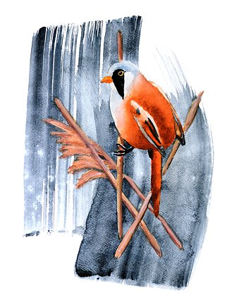 Plakat Wąsatka, Warsaw Birds