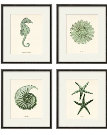 Zestaw 4 grafik  koralowiec reprodukcja morskie  Zielony, Victorian wall art