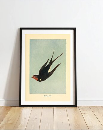 PLAKAT jaskółka,  stara grafika,  vintage dekoracja ścienna,  ptak, black dot studio