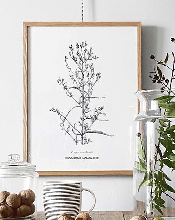Przymiotno kanadyjskie - rysunek botaniczny, beata sketches