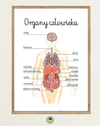 Plakat Edukacyjny Organy Człowieka Montessori dla dzieci, Maja Montessori